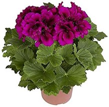 Hot Sale 30 pcs/Bag Multiple Colour Geranium Plants, Perennial Flower Pelargoniu - £11.31 GBP