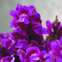 1000 Floral Showers Purple Snapdragon Seeds for Garden USA Shipping - £7.70 GBP