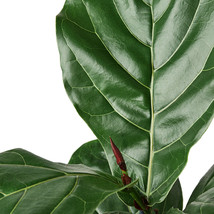 6&quot; Pot - Ficus Lyrata Fiddle Leaf Fig - Houseplant - Living room - FREE SHIP - £56.74 GBP