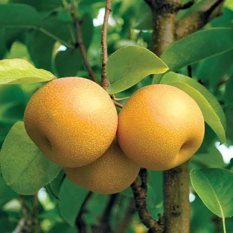 Hosui Asian Pear, 4-5 ft tall grafted tree bareroot Pyrus communis  - €129,22 EUR