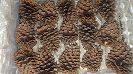30 Premium Pine Cones - Raw Eastern White Pine - Savannah GA  3.25&quot; (D) x 5&quot; (L) - £15.60 GBP