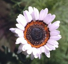 BPA 50 Seeds White Zulu Prince Cape Daisy Venidium Flower From USA - £7.78 GBP