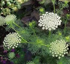 Jstore USA Ammi visnaga Green Mist False Queen Annes Lace Toothpick Weed... - $14.09