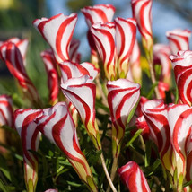 Ice Cream Oxalis Bulbs Pack Of 3 Bulbs Fresh Garden - $15.98