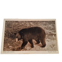 Postcard Black Bear Wild Life Series Canada Chrome Unposted - £5.61 GBP