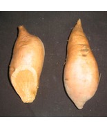10 Sweet Potato Slips Plants - Bunch Porto Rico (Bush) - $501.04 MXN