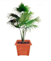 100Seeds Palm Bamboo Seeds Lady Palm Tree Plants Excelsa Sementes Bamboo Palm Zo - £8.64 GBP