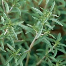 Summer Savory Herb Seed New Fresh Seeds - $14.78