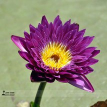 1 Professional Pack, 1 seed / pack, Dark Purple Water Lily Nymphaea Corolata Aqu - £2.45 GBP