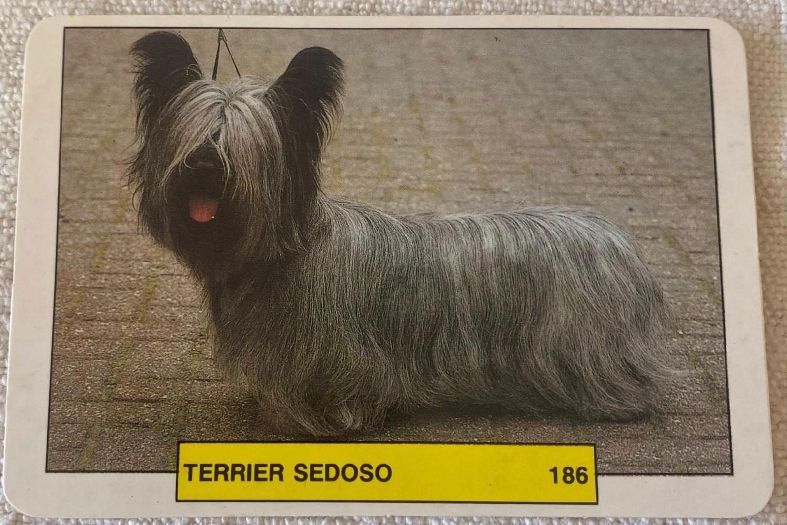⭕⭕VTG pocket calendar 1993 DOGS MANIL TERRIER SEDOSO N186 - $4.46