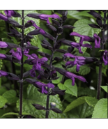 50 Deep Purple Salvia Seeds Flower Seed Perennial Flowers - $11.29