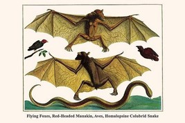 Flying Foxes, Red-Headed Manakin, Aves, Homalopsine Colubrid Snake by Albertus S - £17.27 GBP+