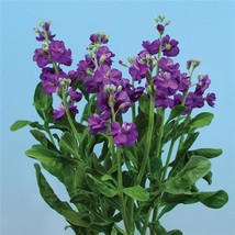 New Seeds 50 Stock Seeds Matthiola Chanter Blue Cut Flower Seeds USA Seller - $16.72