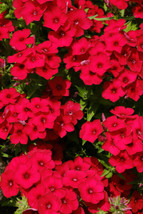 Fresh 100 Red Scarlet Phlox Drummondii Flower Seeds US Seller - £5.08 GBP