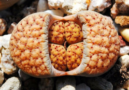 Lithops verruculosa,  living stone rock pleable stone cactus cacti seed 30 SEEDS - $8.99