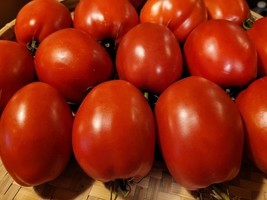 KBS 50 Seeds Cipollas Pride Tomato Juicy Tomatoe Vegetable Edible Food H... - $11.12