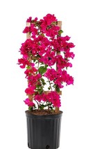 Live Plant Bougainvillea Vine Assorted Colors 6&quot; Pot Trellis Fast Growing NO CA - £24.89 GBP