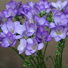 40 Seeds Freesia Flower Purple Flowers Item image 3