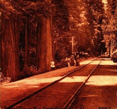 Santa Cruz California CA Sepia View Big Tree Grove Railroad Tracks 1913 Postcard - £13.97 GBP