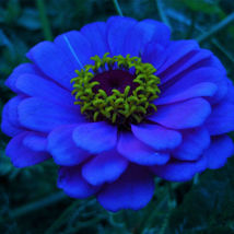 50 Zinnia Flowers Dark Blue Color Garden Plants Seeds  - £10.95 GBP