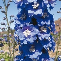 PowerOn 25+ Magic Fountains Mid Blue W/ White Bee Delphinium Flower Seeds / Pere - £5.79 GBP
