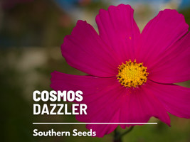 100 Seeds Cosmos Dazzler Perfect for Garden Planting Immediate Gardening Start - £6.87 GBP