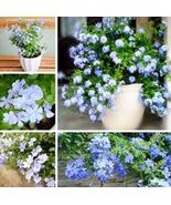 Ceratostigma Plumbaginoides Bonsai 100 Pcs  - $15.94 CAD
