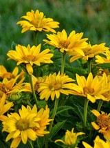 50 Seeds Heliopsis False Sunflower Perennial - £12.44 GBP