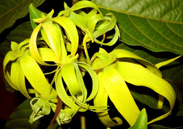 Ylang Ylang 4 Onz  leaves Organic Cananga Odorata Leaves Of -Perfume Tree - - $15.95