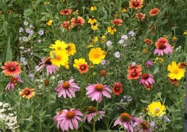 USA Non GMO 500 Seeds Wildflower Mix Honey Bee Heirloom Flowers Pollinators  - £7.09 GBP