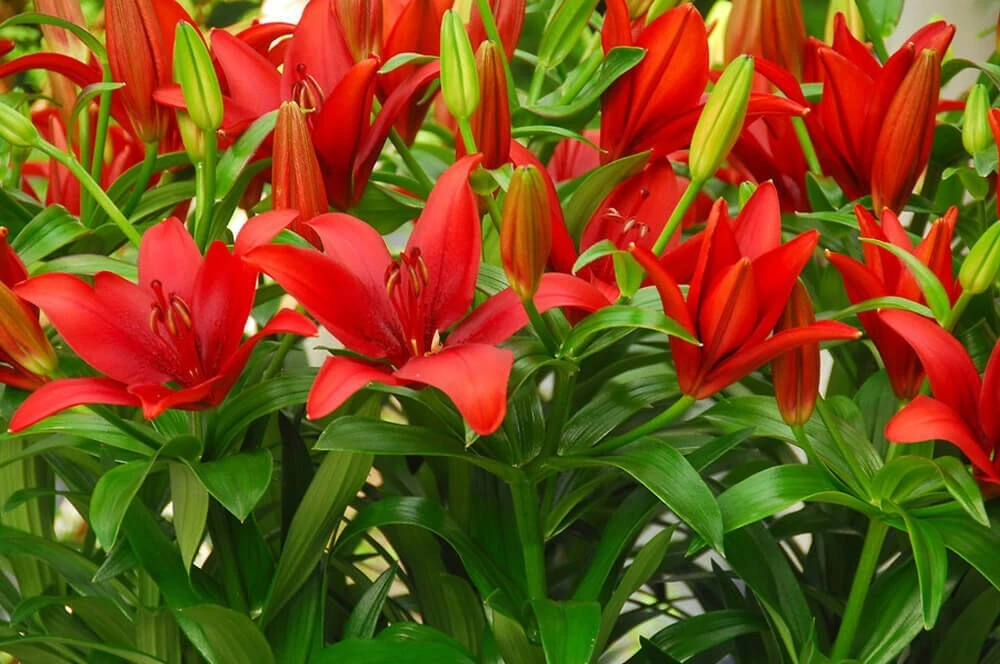 2 - RED ALERT ASIATIC LILY Live Flower Bulbs  * ATTRACTS BUTTERFLIES - $29.43