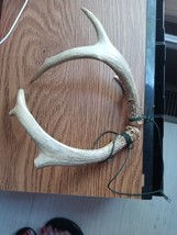 Deer Antlers With Tie - £40.26 GBP