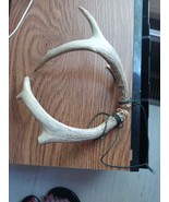 Deer Antlers With Tie - €58,71 EUR