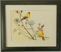 Photo Frame Ready Audubon Finch Wildlife Bird Print 10 X 12 Wall Decor - £25.38 GBP