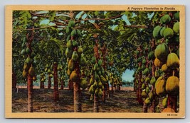 A Papaya Plantation in Miami Florida postcard VTG UNP 91f - $6.79