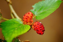 Red Mulberry Tree {Morus Rubra} Organic 15 seeds - £4.42 GBP