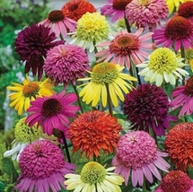 50 Seeds Double Mix Coneflower Echinacea Perennial Flowers  - £6.27 GBP