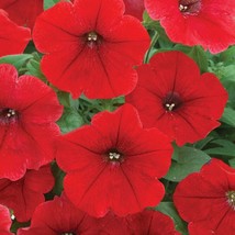 New Seeds 2R9D4 Petunia Seeds 100 Pelleted Petunia Trilogy Rouge Seeds V... - £47.68 GBP