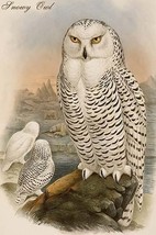 Snowy Owl by John Gould - Art Print - £17.57 GBP+