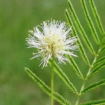 100 Illinois Bundleflower Prairie Mimosa Desmanthus Illinoensis Flower Seeds New - $14.90