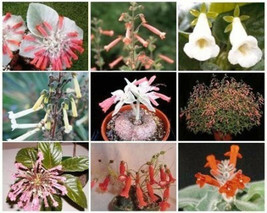 Sinningia Variety Mix @ Rare Caudex Plant Seed 20 Seeds - £7.02 GBP