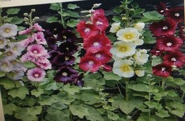 ArfanJaya Hollyhock Perennial Flower Seeds - £6.49 GBP