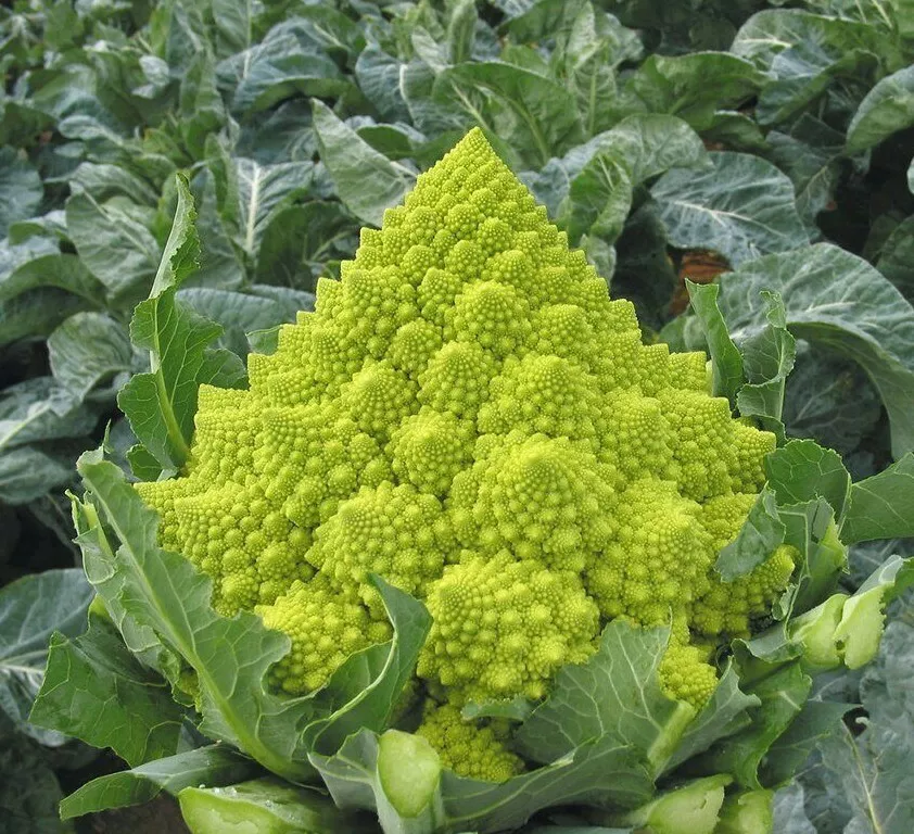 Semilir Romanesco Broccoli Vegetable Garden Non-Gmo 500 Seeds - £7.06 GBP