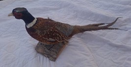 Brand New Ringneck Pheasant Taxidermy Flying Mount - £260.97 GBP