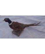 Brand New Ringneck Pheasant Taxidermy Flying Mount - £258.54 GBP