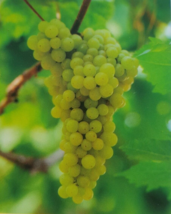 Lakemont Seedless White Table Grape Vine 1 Gallon Live Plant Free Recipe Look! - £86.14 GBP
