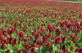 Clover Crimson Red Flowers Legume Adds Nitrogen Pollinators Non-Gmo 1000... - £7.80 GBP