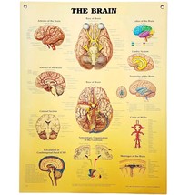 1996 Brain Anatomical Chart Laminated Poster Medical Hospital Diagram Vt... - $49.99
