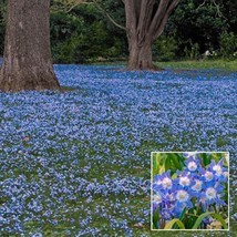 20 Seeds Rock Cress Ground Cover Plants Purple Red Green Blue Purple White Flowe - $10.15