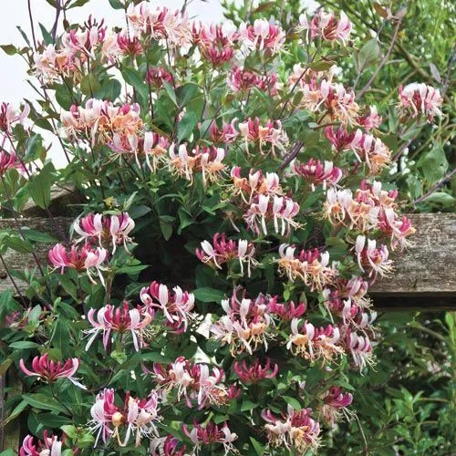 Candy Swirl Lonicera Honeysuckle Vine Rooted Starter Plant Hummingbird H... - £39.22 GBP